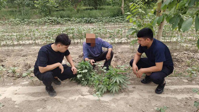 民警下乡办案途中铲除15株野生大麻