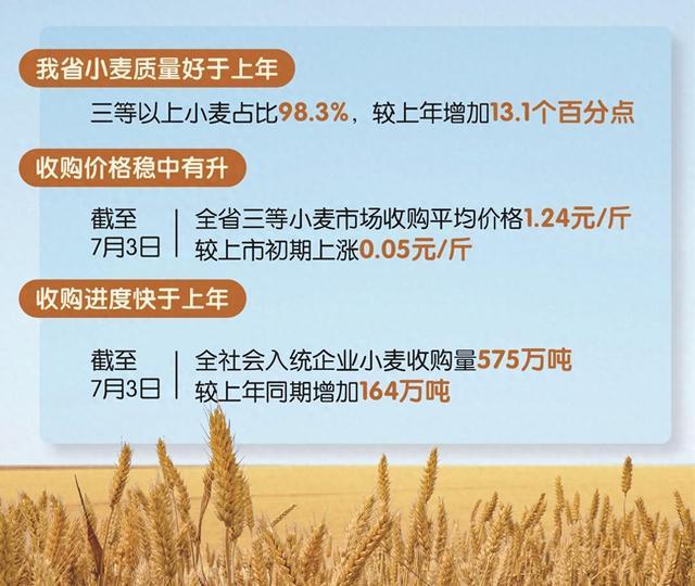 夏粮收购，质优价稳，购销两旺的生动图景
