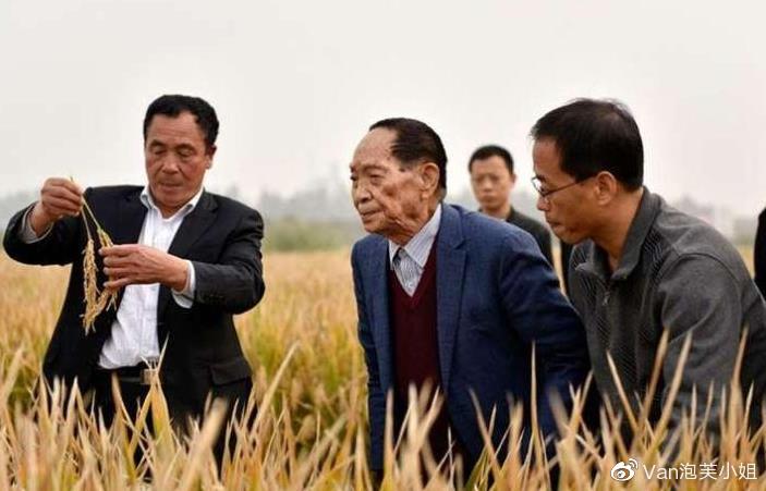 媒体，抹黑杂交稻危害远超一般谣言