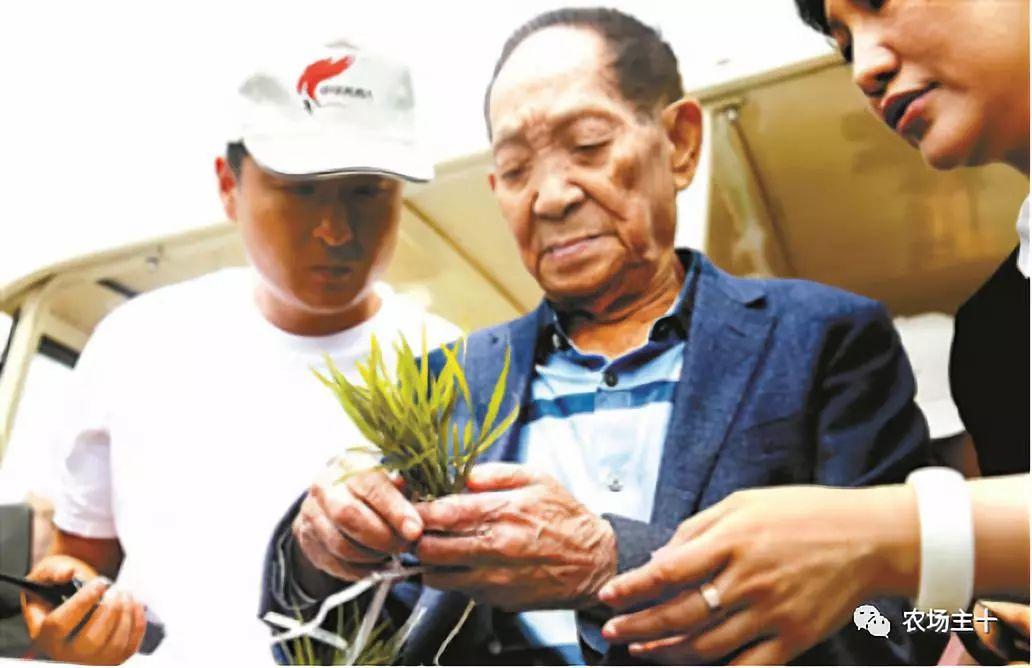 互联网时代下的言论边界，杨某诋毁袁隆平院士科研成果事件反思