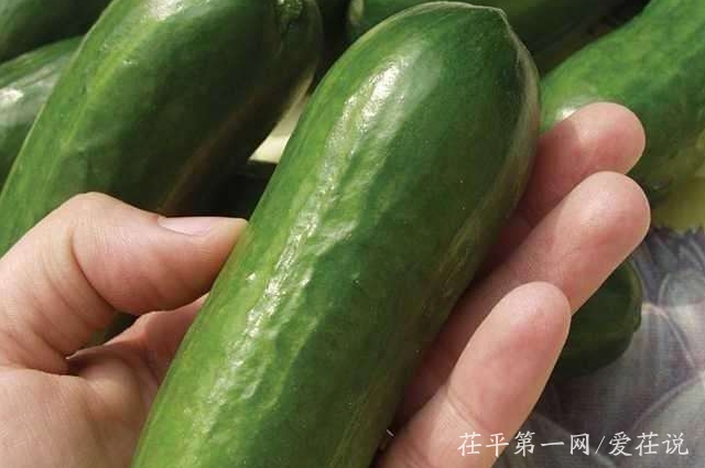 女子摘黄瓜的意外发现，藤蔓下的秘密