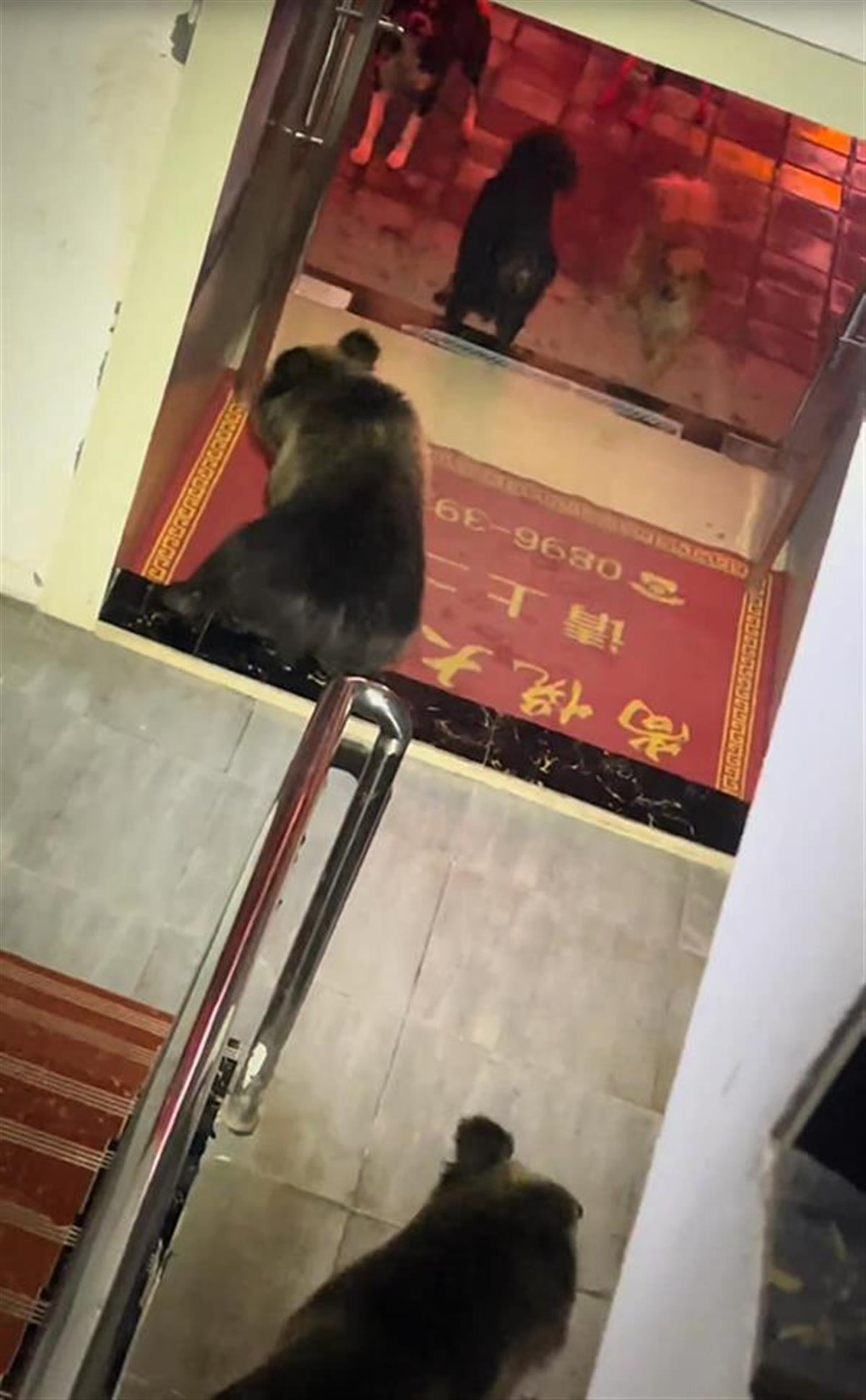住酒店凌晨被藏马熊推开房门对视，一次难忘的惊险经历