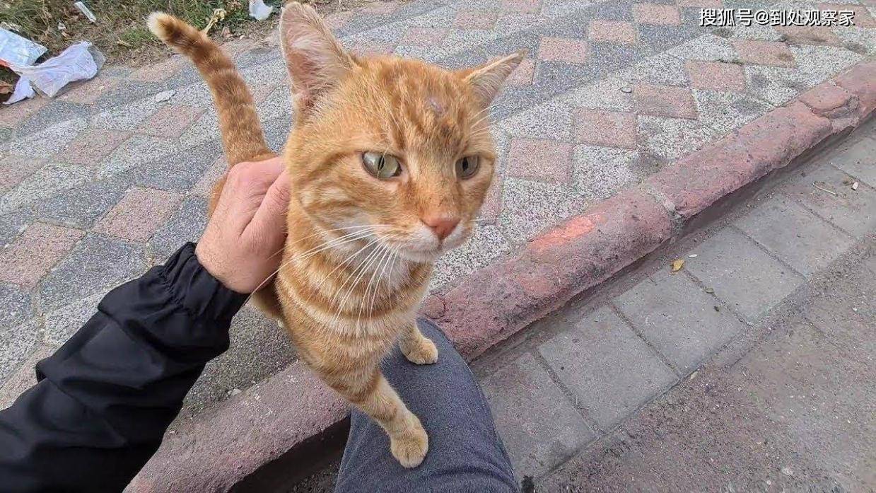 猫咪走失10小时，一场由流浪橘猫编织的奇妙归家之旅